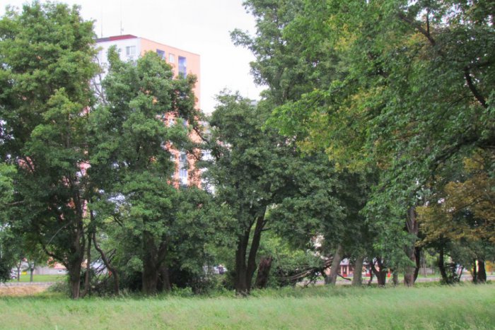 Ilustračný obrázok k článku Lučenec bude zelenší: V týchto uliciach mesta pribudnú nové stromčeky