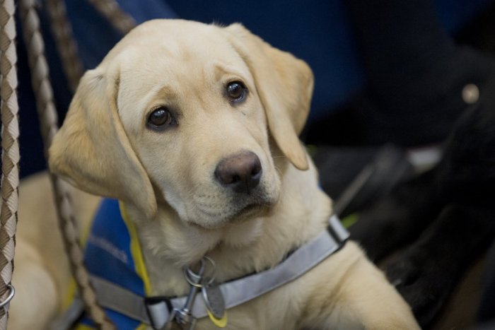 Ilustračný obrázok k článku Máme sa čím pochváliť: Psy, vychované v Lučenci, pomáhajú až v Kanade