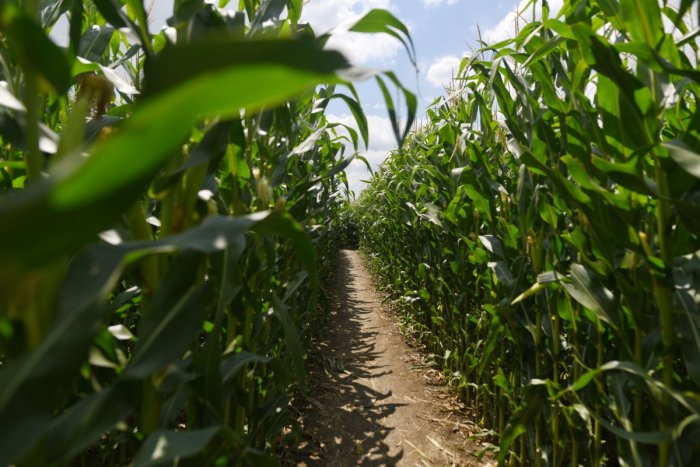 Ilustračný obrázok k článku Nové ATRAKCIE v Banskobystrickom kraji: Stratiť sa môžete v kukuričných bludiskách
