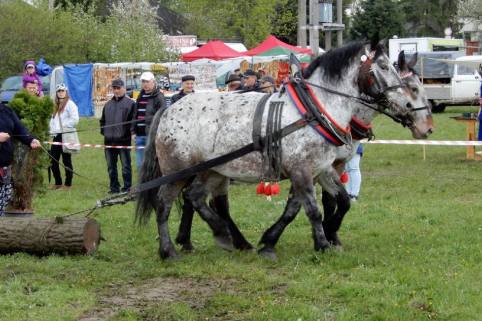 V OBRAZOCH: Lučenčanov pritiahli preteky konských záprahov